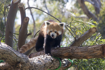 halls gap zoo 3