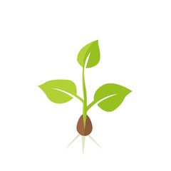 Plant seedling. Vector illustration