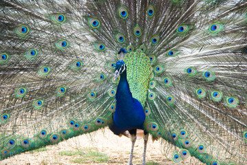 Obraz premium halls gap zoo 4