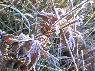 The first frosty grass covered with frost