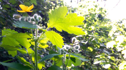 Obraz premium Celandine on the background of the rays of the bright summer sun