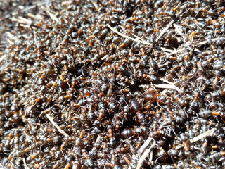 Background ants colony a large crowd of natural insects