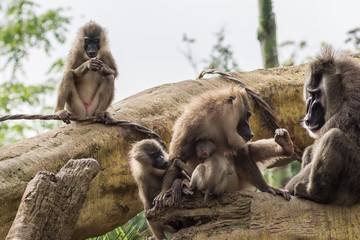 Drill family of baboons mandrel preening another, Dril Mandrillus leucophaeus Cercopithecidae