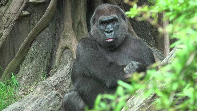Western lowland gorilla (Gorilla gorilla gorilla) posing. 