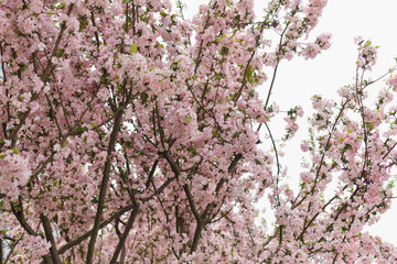 Crimson cherry blossoms