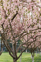 Crimson cherry blossoms