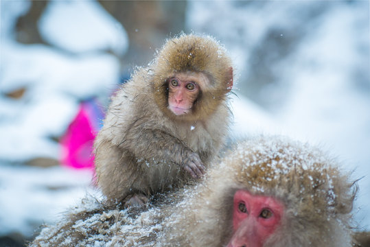 Snow Monkey, Nagano, Japan.