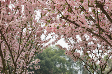 Fototapeta premium Crimson cherry blossoms