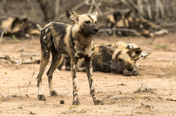 Lycaon, Lycaon pictus, Afrique du Sud