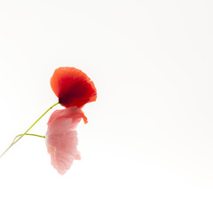 Poppies flowers on the white background. Soft, gentle, airy, elegant artistic image.