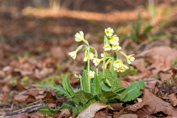 Primula veris, cowslip flower in the forest against blurred background