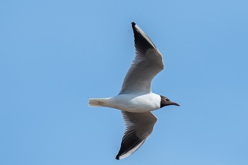 Gull Larus ridibundus Black headed Gull flying in the blue sky