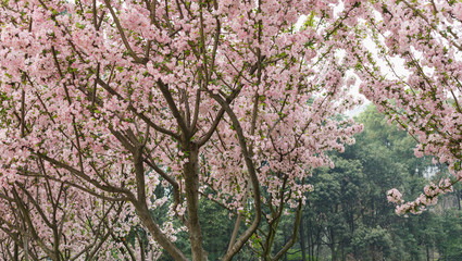 Crimson cherry blossoms