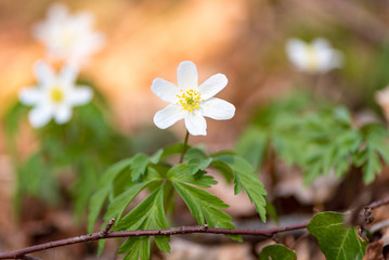 Anemone nemorosa flower in the tender morning light shortly after sunrise