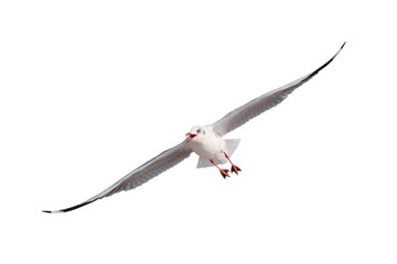 seagulls flying isolated on white background - clipping paths