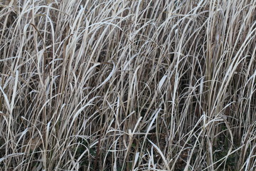 秋から冬にかけての草