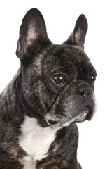 French Bulldog Funny Face Portrait Isolated on White