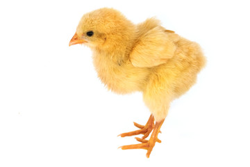 Flauschiges Küken Isoliert