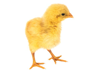 Flauschiges Küken Isoliert