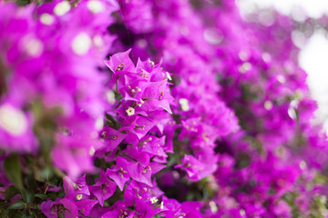 Obraz premium bougainvillea