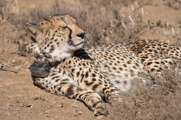 Cheetah