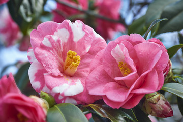 Camellia flowers Pink