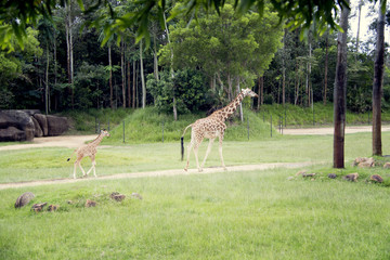 australia zoo 11