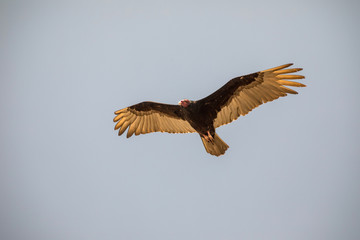 Fototapeta premium Flying turkey vulture (Cathartes aura) on a blue sky background in Cuba.