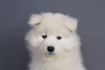 Young samoyed puppy in grey studio background.