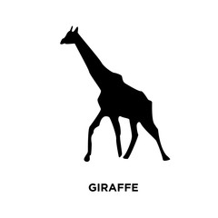 giraffe silhouette images on white background, vector illustration