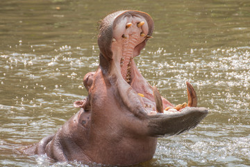 Hippopotamus (Hippopotamus amphibius) with open mount in water.