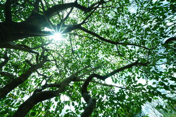 公園の木と光