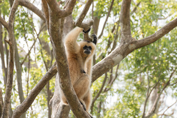 White Gibbon (Hylobates lar) sitting on the tree