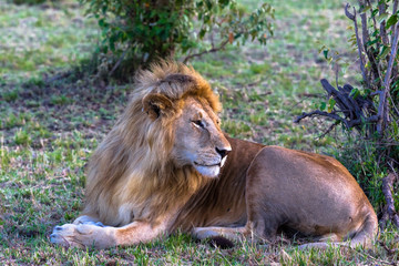 Portrait of the king on the grass. Rest on the grass. Kenya, Africa
