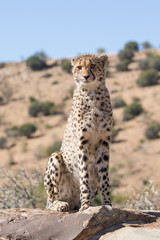 Cheetah Eastern Cape
