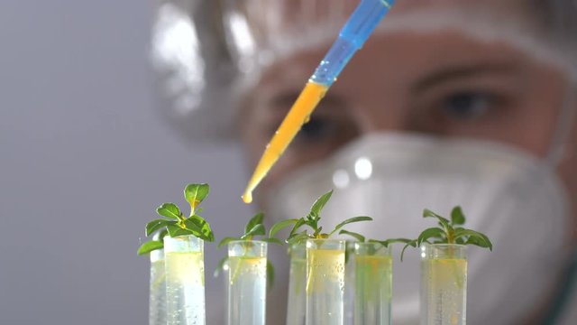 The biologist pours the reagent into test tubes with plants.
