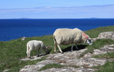 Fototapeta premium Lamm und Schaf grasen auf Klippe am Meer