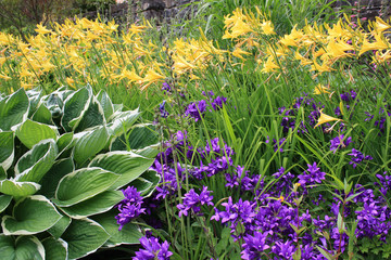 Im Garten Hostas, Lilien, Glockenblumen