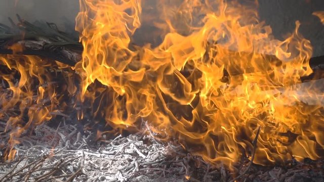 Profile view of calzots over fire, slow-motion