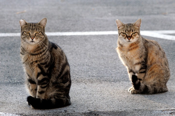 イタリアの自由猫たち
