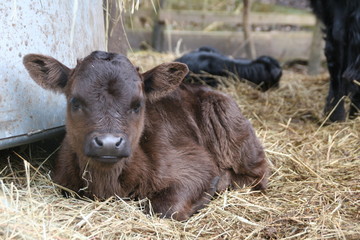 Fototapeta premium Frisches Dexter-Kälbchen