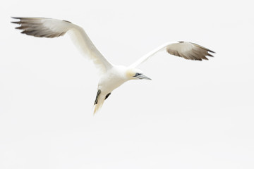 Northern Gannet (Morus bassanus) flying against white sky, Great Saltee, Saltee Islands, Ireland.