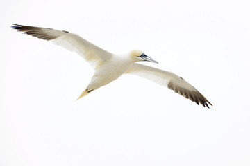 Fototapeta na wymiar Northern Gannet (Morus bassanus) flying against white sky, Great Saltee, Saltee Islands, Ireland.