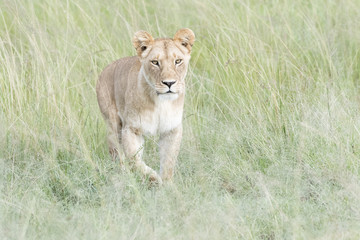 Lioness (Panthera leo) walking in savannah, Masai Mara, Kenya