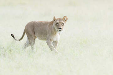 Lioness (Panthera leo) walking in savannah, Masai Mara, Kenya