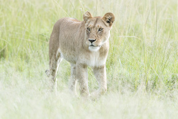 Lioness (Panthera leo) walking in savannah, Masai Mara, Kenya