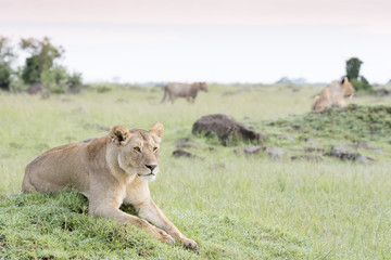 Lioness (Panthera leo) lying down on termite hill in savannah, Masai Mara, Kenya