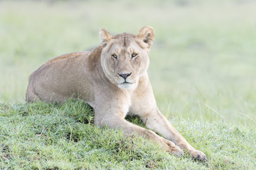 Fototapeta na wymiar Lioness (Panthera leo) lying down on termite hill in savannah, Masai Mara, Kenya