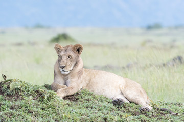 Lion (Panthera leo) lying down on termite hill in savannah, Masai Mara, Kenya