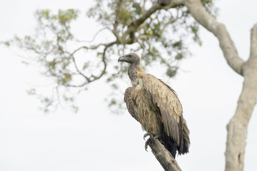 White-backed vulture (Gyps africanus) perched in tree, Masai Mara National Reserve, Kenya